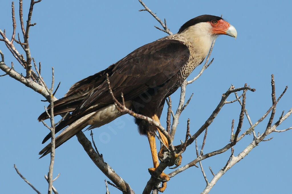 Crested Caracara (cheriway)