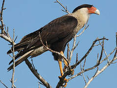 Crested Caracara (cheriway)