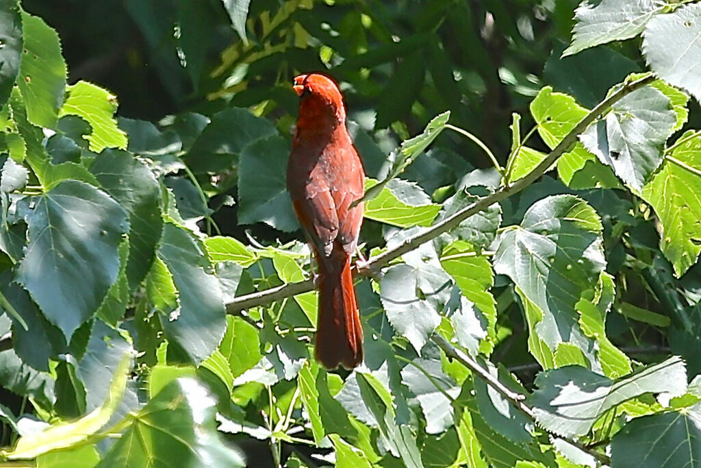 Cardinal rouge