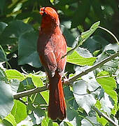 Cardinal rouge