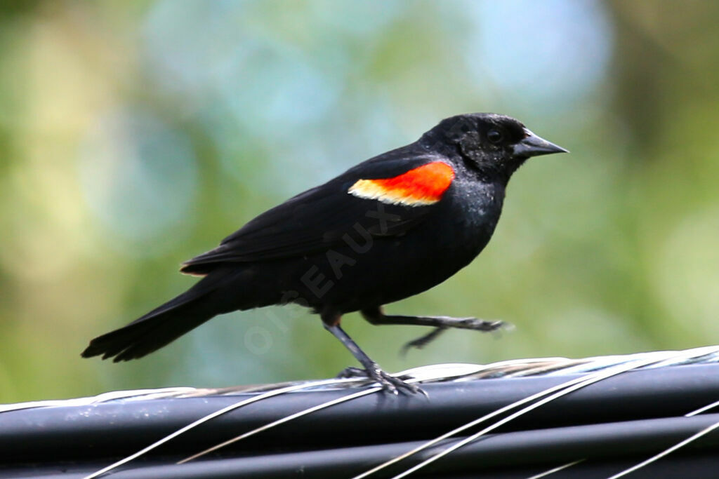 Red-winged Blackbird