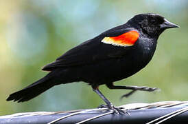 Red-winged Blackbird