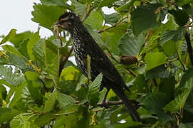 Red-winged Blackbird