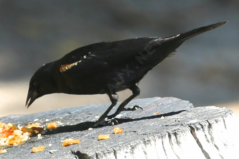 Red-shouldered Blackbird