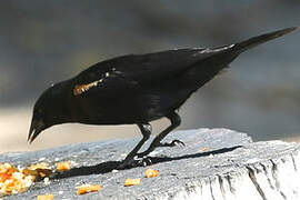 Red-shouldered Blackbird