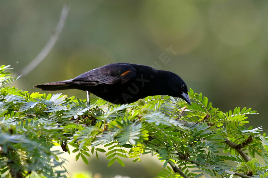 Red-shouldered Blackbird