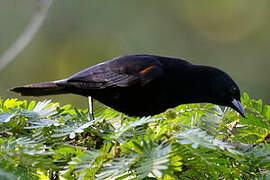 Red-shouldered Blackbird