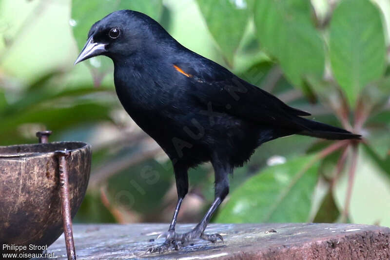 Red-shouldered Blackbird, identification