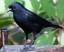 Red-shouldered Blackbird