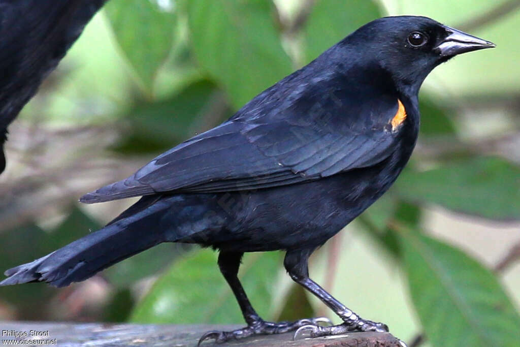 Red-shouldered Blackbirdadult, identification