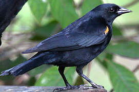 Red-shouldered Blackbird