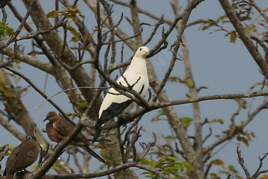 Pied Imperial Pigeon