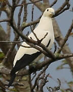 Pied Imperial Pigeon