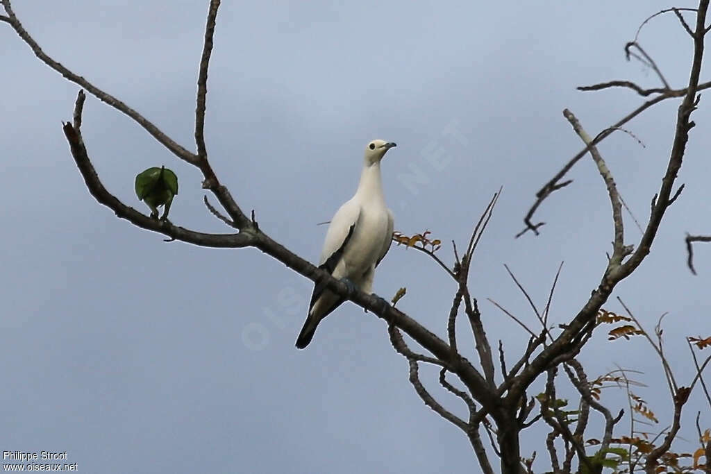 Carpophage blanc