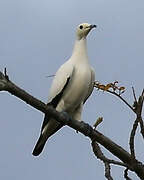 Pied Imperial Pigeon