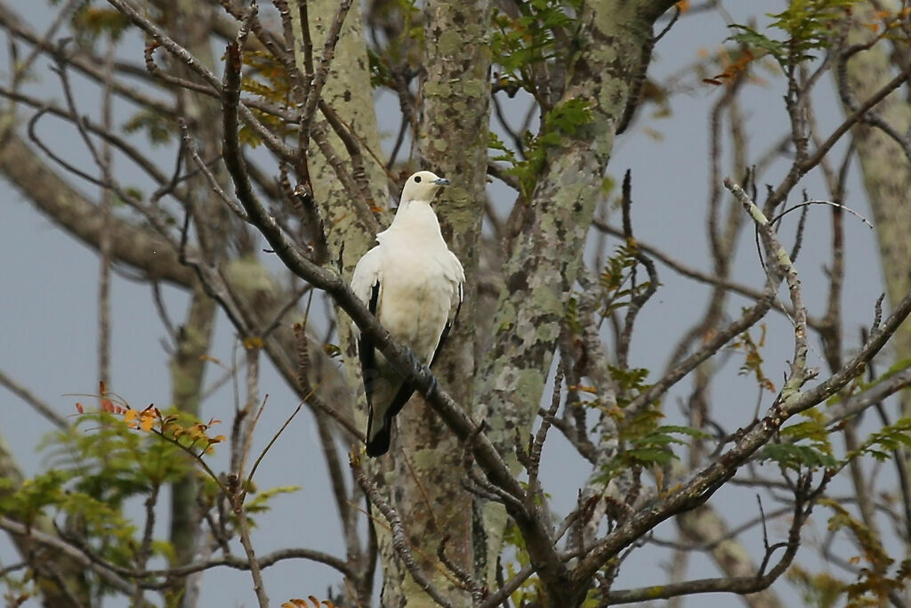 Carpophage blanc