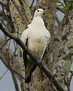 Pied Imperial Pigeon