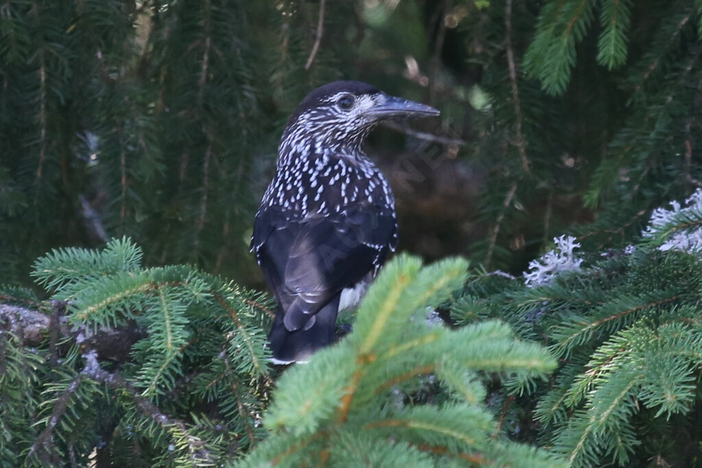 Spotted Nutcracker