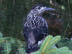 Spotted Nutcracker