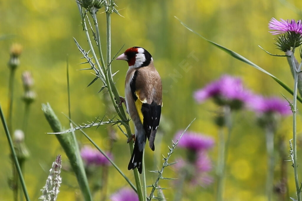 Chardonneret élégant