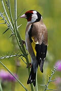 European Goldfinch