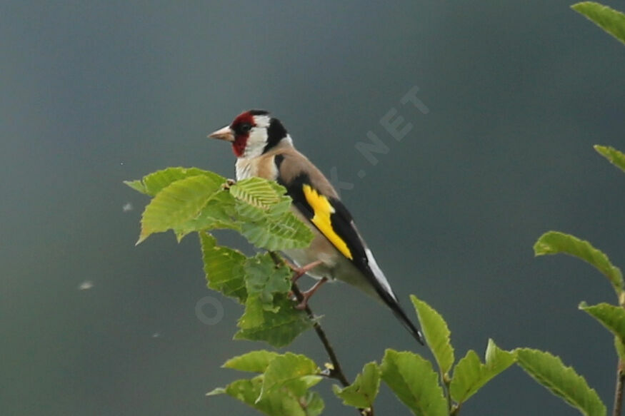 Chardonneret élégant