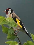 European Goldfinch