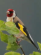 European Goldfinch