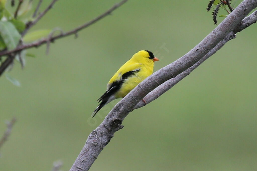 American Goldfinch