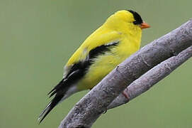 American Goldfinch