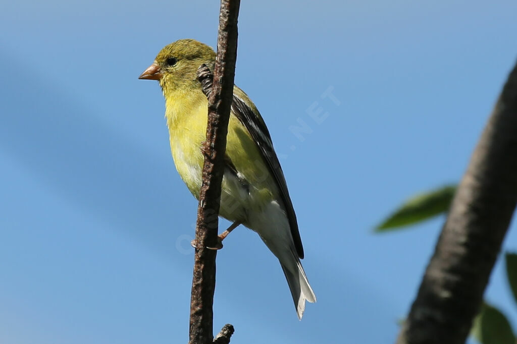 American Goldfinch female