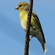 Chardonneret jaune