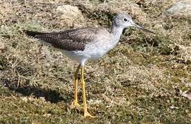 Greater Yellowlegs