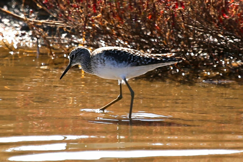 Green Sandpiper