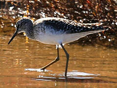 Green Sandpiper