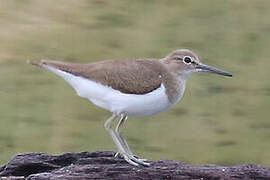 Common Sandpiper