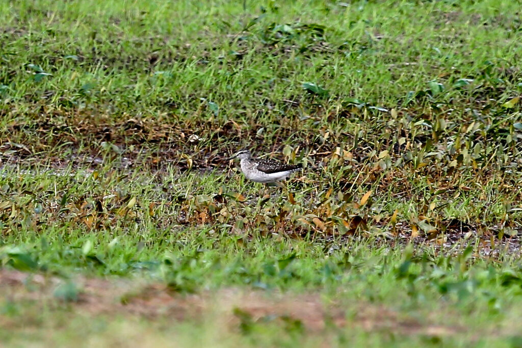 Wood Sandpiper