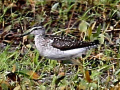 Wood Sandpiper