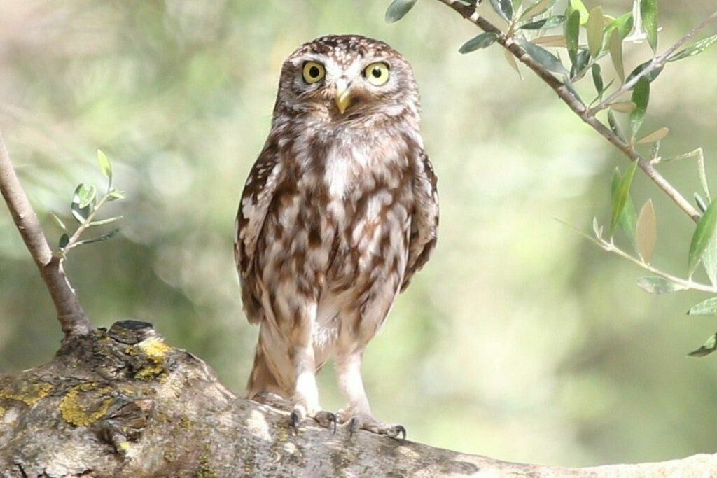 Little Owl