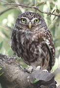 Little Owl