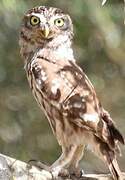 Little Owl