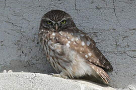 Little Owl