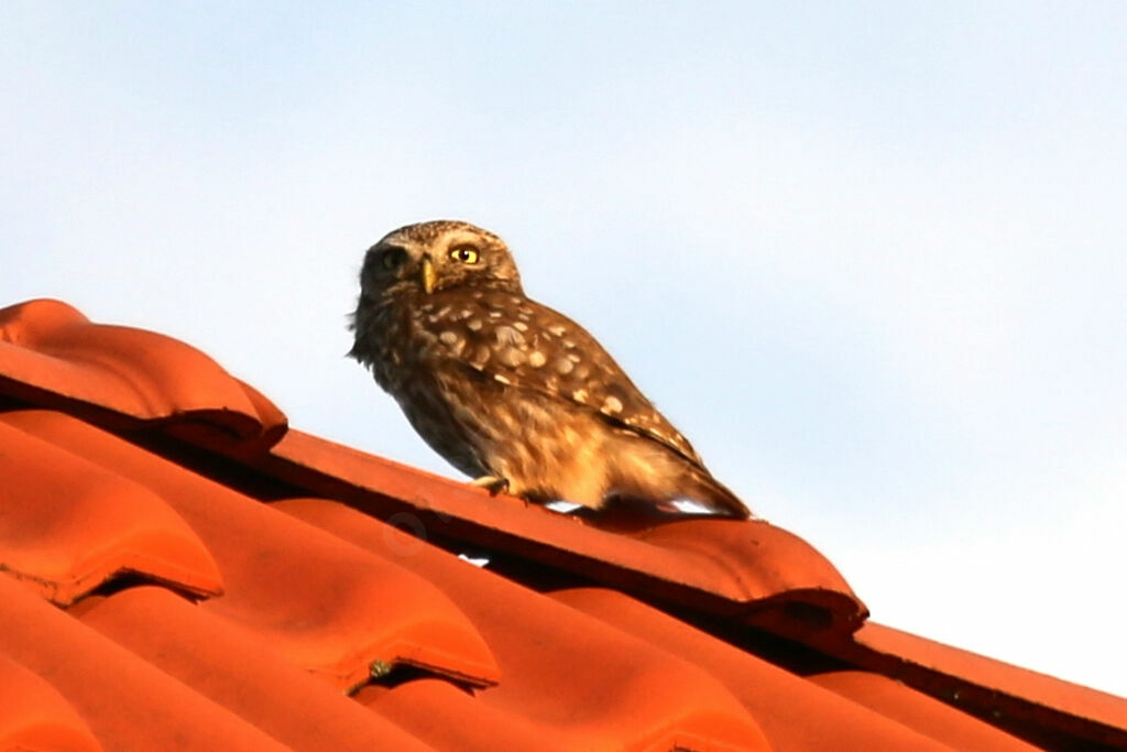 Little Owl