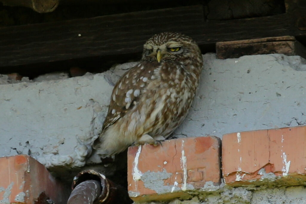 Little Owl