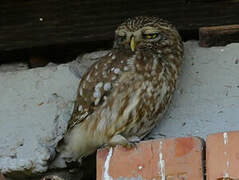 Little Owl