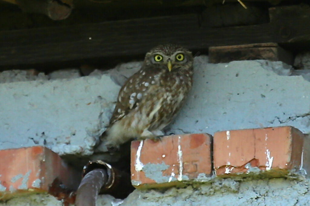 Little Owl