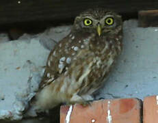 Little Owl