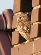 Little Owl