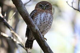 Cuban Pygmy Owl