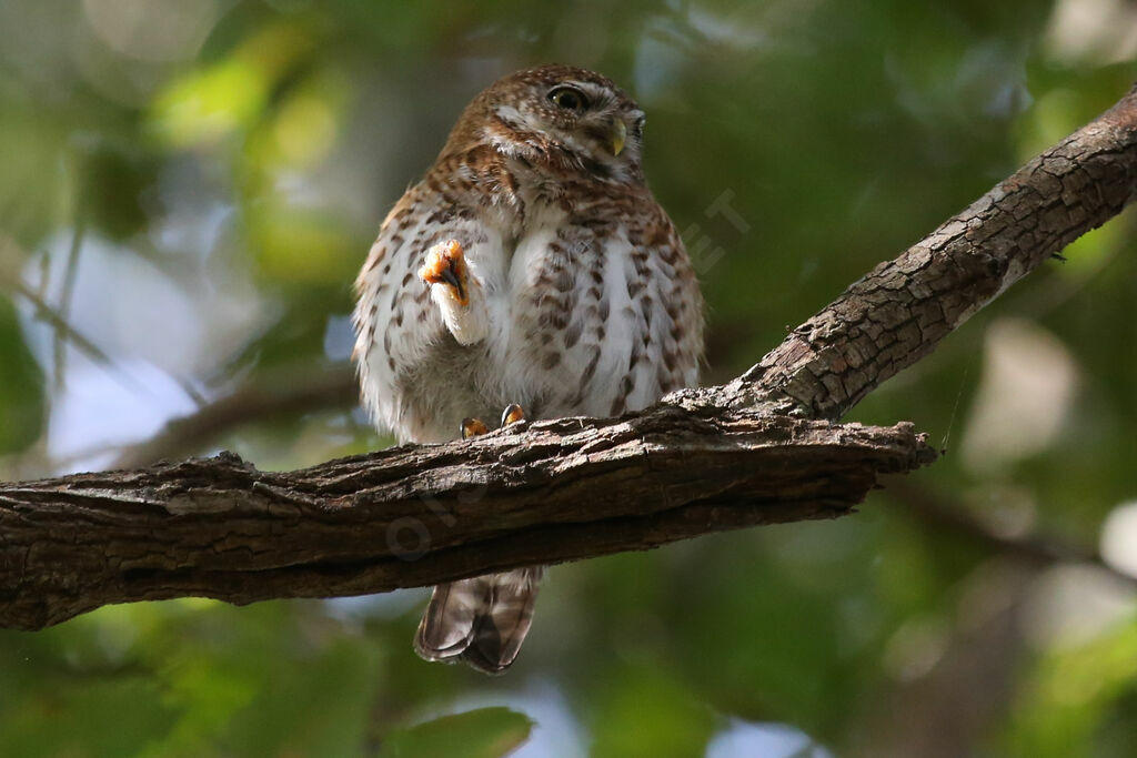 Cuban Pygmy Owl